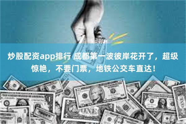 炒股配资app排行 成都第一波彼岸花开了，超级惊艳，不要门票，地铁公交车直达！